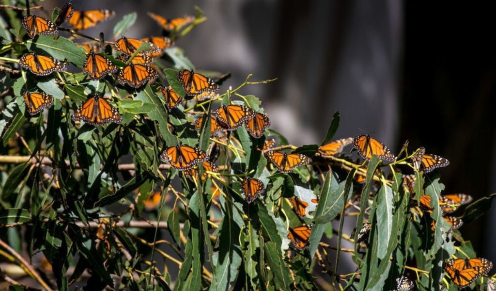 Eucalyptus and the Monarch Butterfly