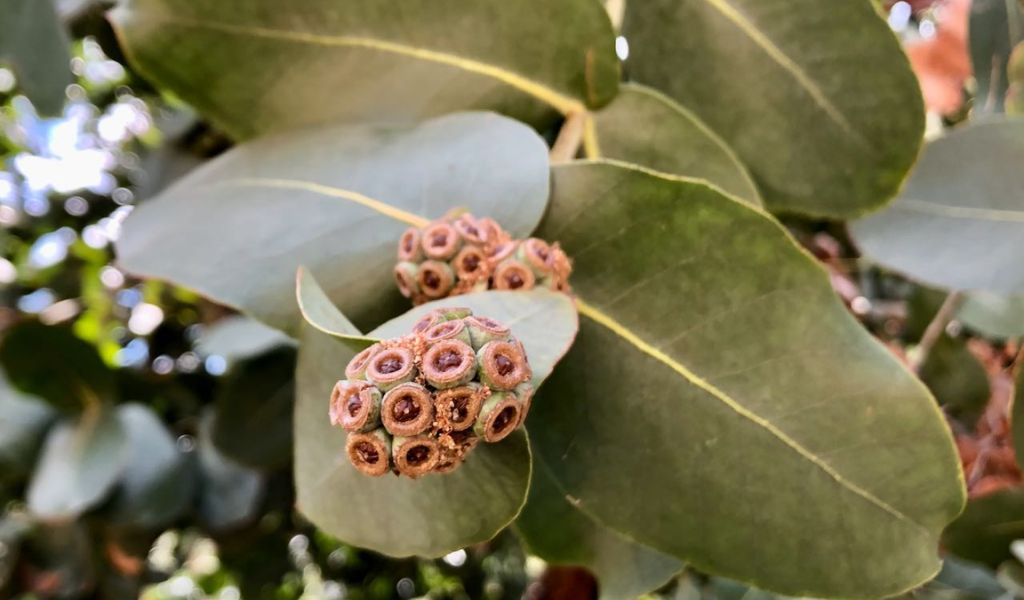 Omeo Gum/Big O – Eucalyptus Neglecta