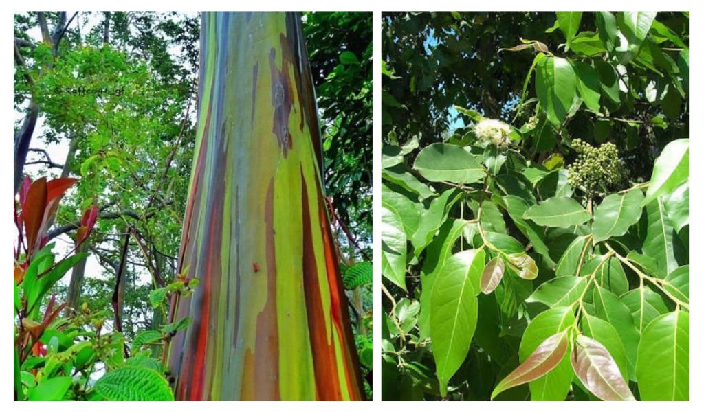 Rainbow Gum - Eucalyptus Deglupta