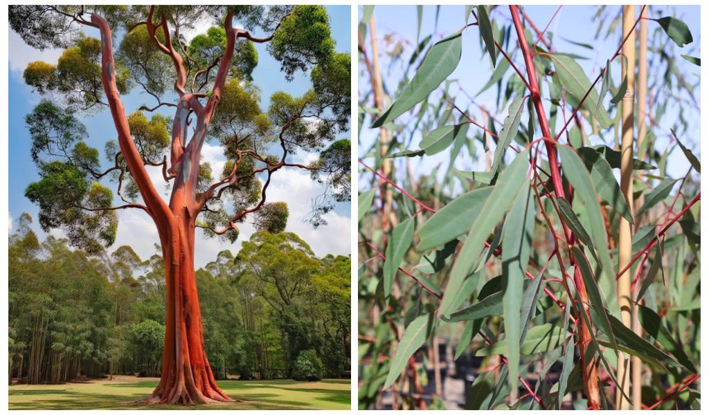 Red Gum – Eucalyptus Camaldulensis