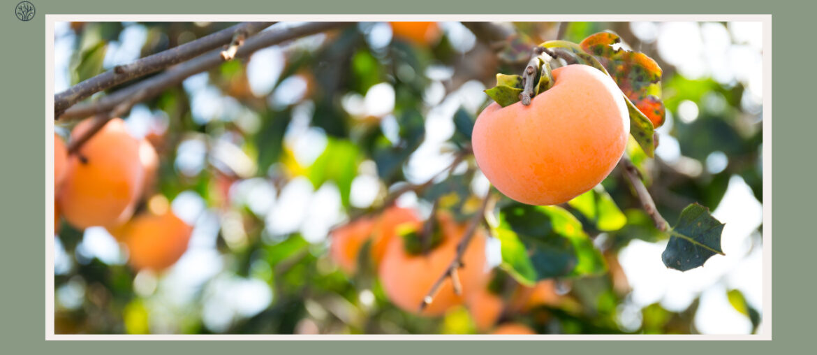 what does a persimmon tree look like