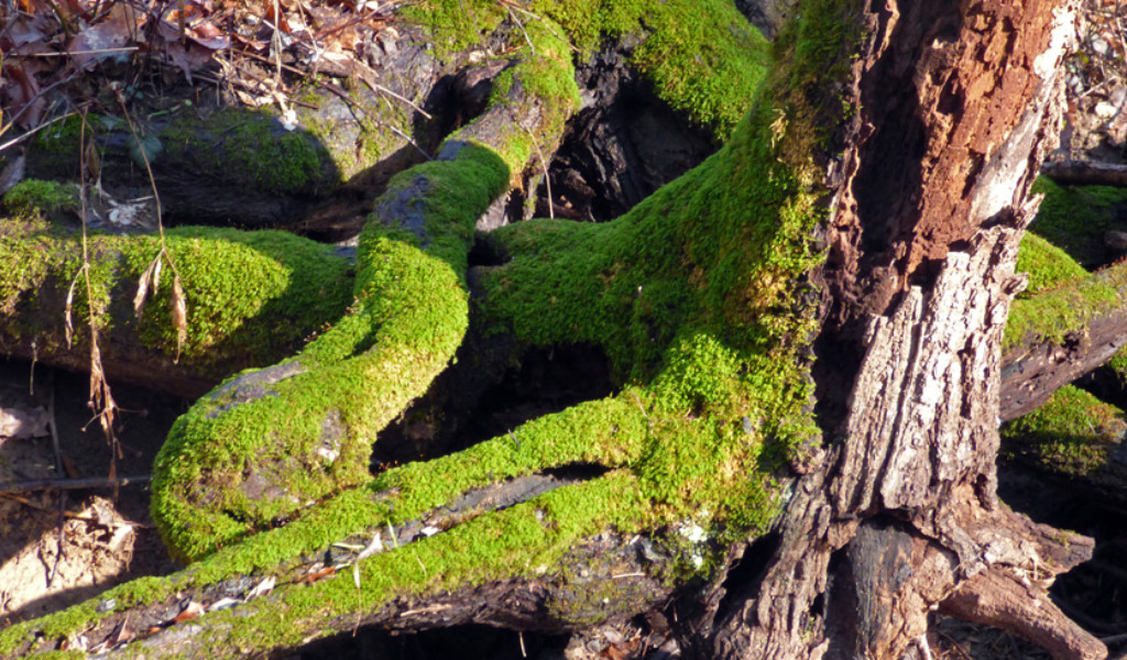 Moss Grows On The North Side Of A Tree
